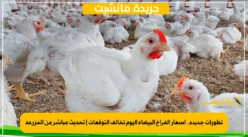 تطورات جديدة.. أسعار الفراخ البيضاء اليوم تخالف التوقعات تحديث مباشر من المزرعة 1